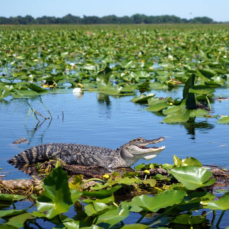 Everglades National Park